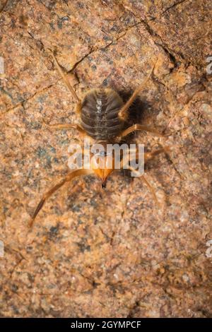 Solifuge, Sonnenspinne, Galeodes granti, Indien Stockfoto