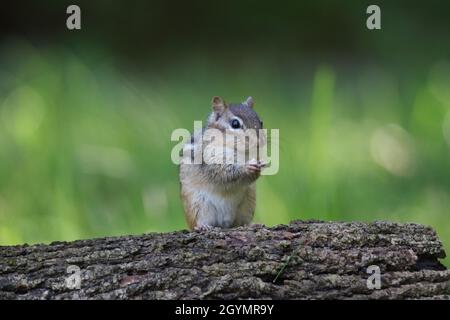 Eastern Chipmunk im Herbst sitzt auf einem Baumstamm Stockfoto