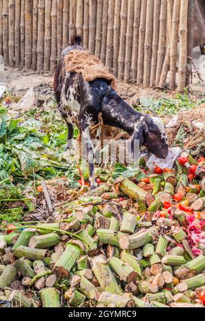 Ziege, die Müll auf einem Gemüsemarkt in Lucknow, Bundesstaat Uttar Pradesh, Indien, verzehrt Stockfoto