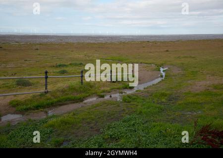 Invasive Grasarten Spartina anglica am Hoylake Strand Stockfoto