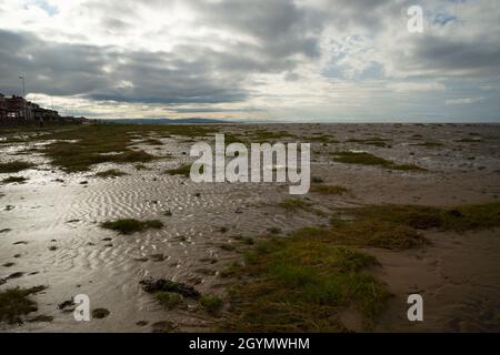 Invasive Grasarten Spartina anglica am Hoylake Strand Stockfoto