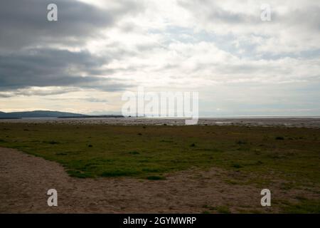 Invasive Grasarten Spartina anglica am Hoylake Strand Stockfoto