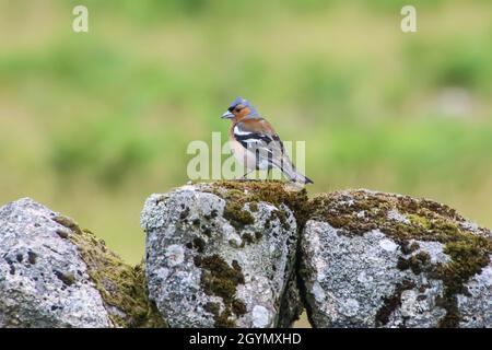 Ein Buchfink steht an einer Trockensteinmauer im Dartmoor National Park, Devon. Stockfoto