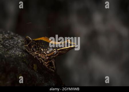 Fungoid Frog in der Nähe von Stream, Hylarana malabarica, Pune, Maharashtra, Indien Stockfoto