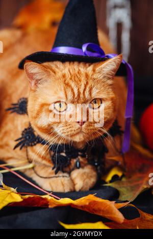 Britische orangefarbene Katze trägt einen Hexenhut und liegt in der Nähe des Halloween-Kürbisses Stockfoto