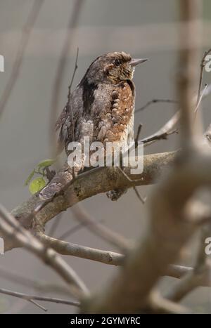 Eurasischer Wryneck (Jynx torquilla) Erwachsener, der im toten Baum Koshi Tappu, Nepal, thront Januar Stockfoto