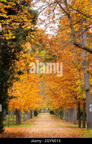 Gartenweg im Herbst, umgeben von Laubbäumen, mit goldenen, braunen und gelben Blättern und mit dem Boden voller gefallener Blätter. Herbstkonzept. Stockfoto