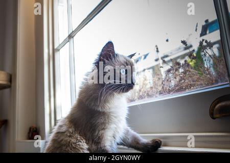 „Heilige Katze von Burma“ schaut neugierig aus dem Fenster Stockfoto