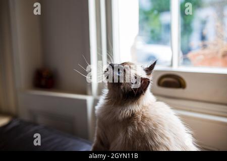 Lustige Birman Rasse Katze neugierig nach oben Stockfoto