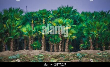 Palmenfarm in Riad, Saudi-Arabien Stockfoto