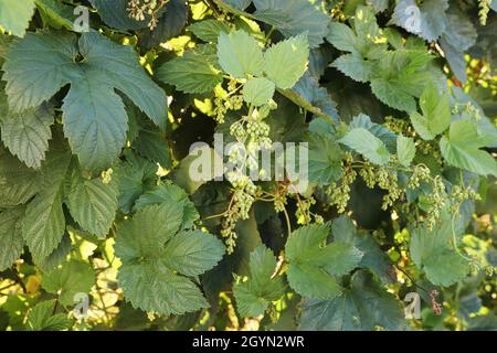 Blick auf Hopfenknospen und Blätter auf einer Weinrebe Stockfoto