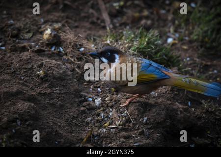 Schwarzgesichtige Lachdrossel, Trochalopteron affine, Nepal Stockfoto