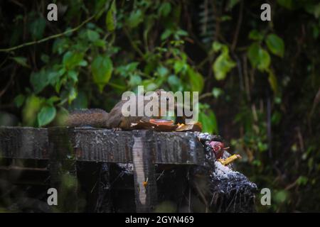 Orangenbauchige Himalaya-Eichhörnchen, Dremomys lokriah, Okre, Sikkim, Indien Stockfoto