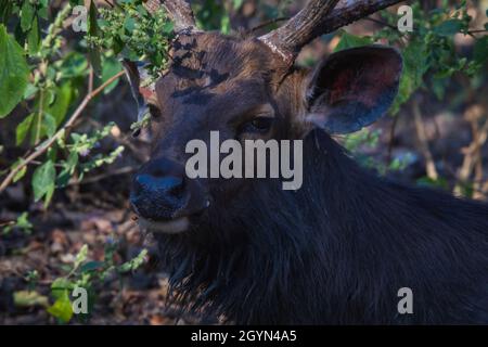 Sambar-Rotwild, Rusa unicolor, Indien Stockfoto