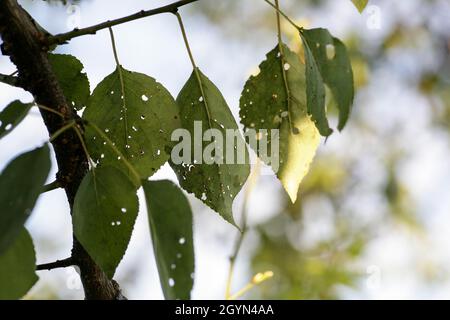 Blattläuse beschädigt Blatt durch Schädlinge und Krankheiten. Die Aphidoidea-Kolonie schädigt die Bäume im Garten, indem sie Blätter frisst. Gefährliche Pest von Kulturpflanzen essen Gemüsesaft. Stockfoto