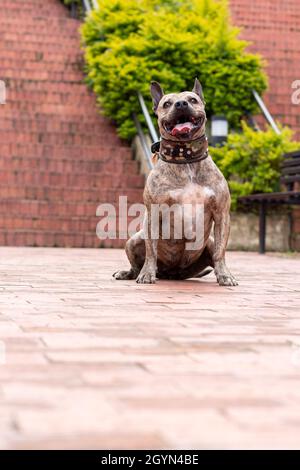 Vertikales Foto von lächelndem brinle Pitbull Portrait mit orangenen Treppen Hintergrund. Zartes braunes brindles Hündchen mit Camouflage-Kragen. Zarter Look Stockfoto