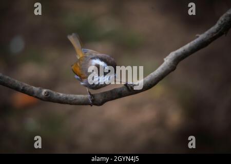 Weiß-gebräuntes Fulvetta, Fulvetta vinikectus, Okre, Sikkim, Indien Stockfoto