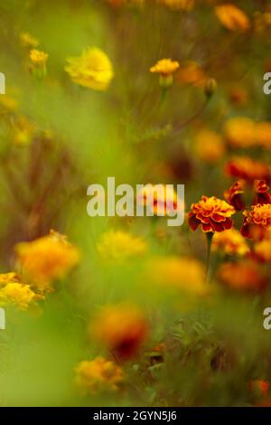 Herbstgarten mit orangefarbenen Ringelblumen in wunderschönem grünen Nebelbokeh Stockfoto