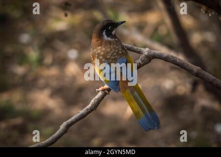 Schwarzgesichtige Lachdrossel, Trochalopteron affine, Nepal Stockfoto