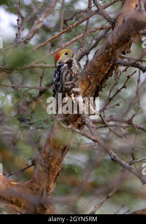 Gelbkroniger Specht (Leiopicus mahrattensis) erwachsenes Männchen, das im Dornbusch Gujarat, Indien, thront November Stockfoto