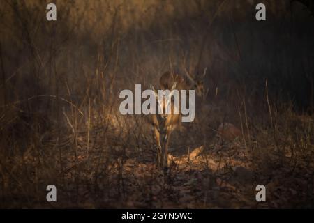 Chinkara, Gazella bennettii, Panna-Nationalpark, Madhya Pradesh, Indien Stockfoto