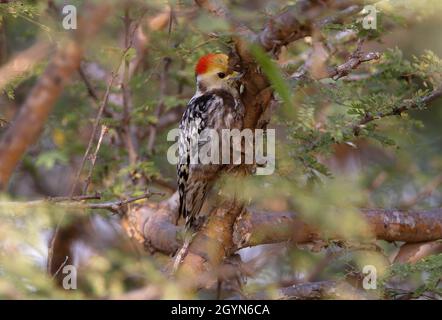 Gelbkronenspecht (Leiopicus mahrattensis), erwachsenes Männchen, das im Dornbusch Gujarat, Indien, füttert November Stockfoto