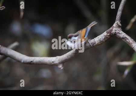 Weiß-gebräuntes Fulvetta, Fulvetta vinikectus, Okre, Sikkim, Indien Stockfoto