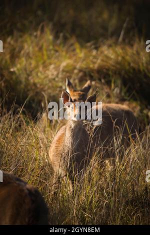 Barasingha, Rucervus duvaucelii, Kanha Tiger Reserve, Madhya, Pradesh Stockfoto