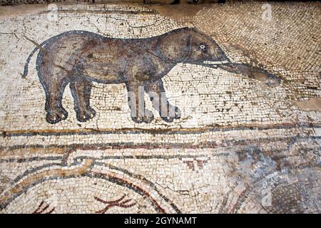 Mosaik von Elefantenvögeln Mosaic ist ein byzantinischer Mosaikboden, der in Caesarea, Israel, entdeckt wurde. Caesarea Maritima auch bekannt als Caesarea Palestinae Stockfoto