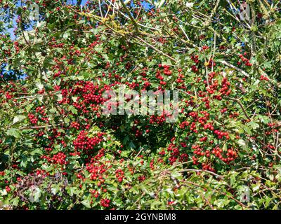 Reichlich rote Beeren auf einem Weißdornbaum Stockfoto