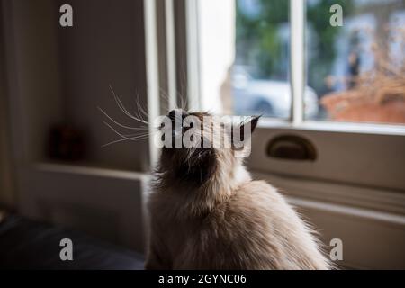 Lustige Birman-Katze mit langen Schnurrhaaren schaut neugierig nach oben Stockfoto