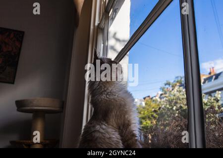 Seitenansicht eines konzentrierten Kittys, das neugierig aus dem Fenster schaute Stockfoto