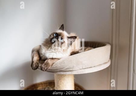 Die flauschige Birman-Katze, die auf einem Katzenbaumhaus liegt, schaut neugierig nach oben Stockfoto