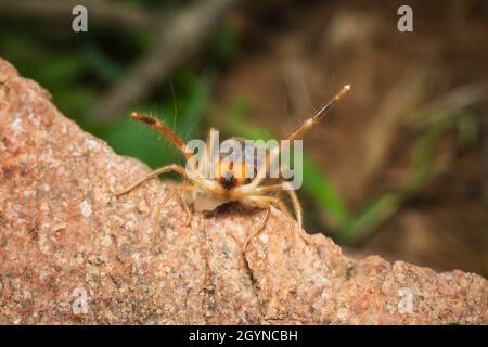 Solifuge, Sonnenspinne, Galeodes granti, Indien Stockfoto