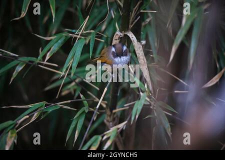 Weiß-gebräuntes Fulvetta, Fulvetta vinikectus, Okre, Sikkim, Indien Stockfoto