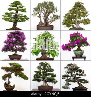 Bonsai-Bäume isoliert auf weißem Hintergrund Stockfoto