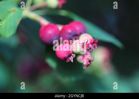 Eine Gruppe von saskatoon-Beeren, die im Sommer reifen Stockfoto