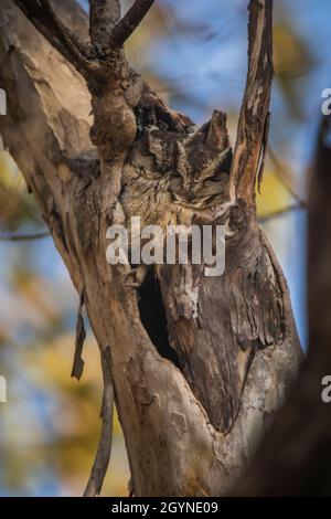 Indische Scops Owl, Otus bakkamoena, Indien Stockfoto