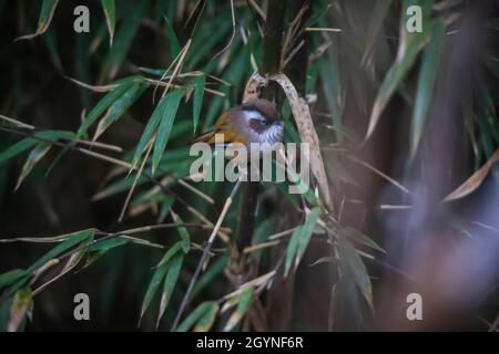 Weiß-gebräuntes Fulvetta, Fulvetta vinikectus, Okre, Sikkim, Indien Stockfoto
