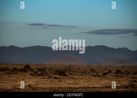 Begegnen Sie Wildtieren wie der Giraffe über die Oloitoktok Road und Mt. Kilimanjaro View - Amboseli National Park Stockfoto