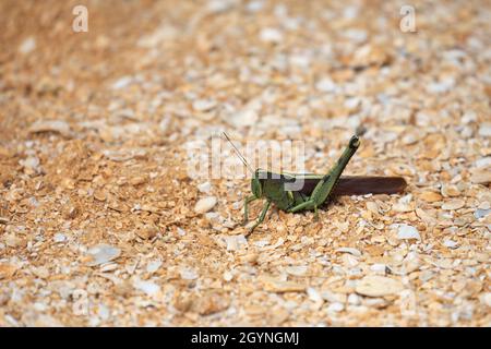 Eine obskure Vogelgrasgrasgrasschrecke (Schistocerca obscura) auf dem sandigen Boden in einem Salzwassermarsch in Florida. Stockfoto