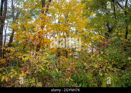 Vermont in der Trauerzeit zur goldenen Stunde Stockfoto