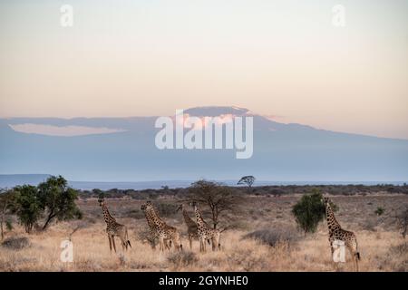 Begegnen Sie Wildtieren wie der Giraffe über die Oloitoktok Road und Mt. Kilimanjaro View - Amboseli National Park Stockfoto