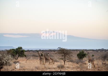 Begegnen Sie Wildtieren wie der Giraffe über die Oloitoktok Road und Mt. Kilimanjaro View - Amboseli National Park Stockfoto