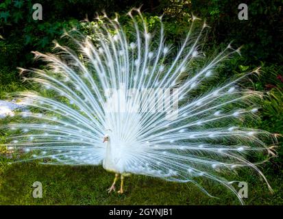 White Pfau in Flamingo Gardens Stockfoto