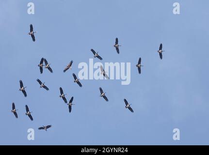 Ciconia negra, ein Schwarm von Schwarzen Störchen, steigt auf einer Therme auf, bevor sie von Tarifa über die Straße von Dover nach Marokko wandert. Stockfoto