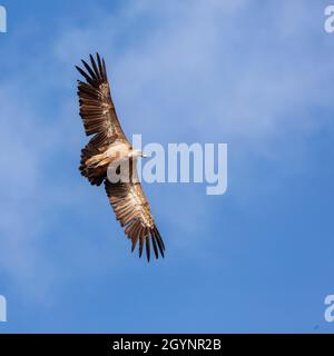 Eurasischer Gänsegeier, Gyps fulvus, der sich gegen einen blauen Himmel mit hellen Wolken erhebt, über Sierra de la Plata, Andalusien, Spanien. Stockfoto