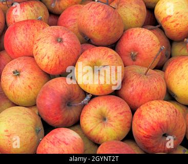 Apfel, Äpfel, 'Epicure', Malus domestica, Hofladen, Display, Obst, gesunde Ernährung Stockfoto