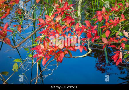 Zweige der nördlichen HochbuschHeidelbeere (Vaccinium corymbosum). Die Blätter werden im Herbst leuchtend rot. Mass Audubon's Broadmoor Wildlife Sanctuary Stockfoto