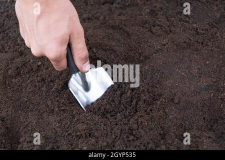 Gartenspaten im Kompostboden. Nahaufnahme der Gartenkelle im Boden auf dem Gartenbett gräbt ein Loch für das Pflanzen von Samen Stockfoto